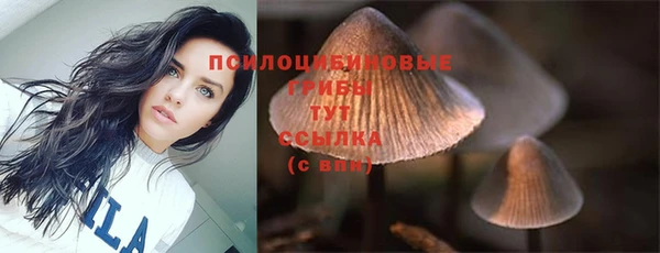 сатива Новодвинск